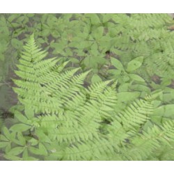 Zelený hymnus – kadidlo s vůní kapradí  30g