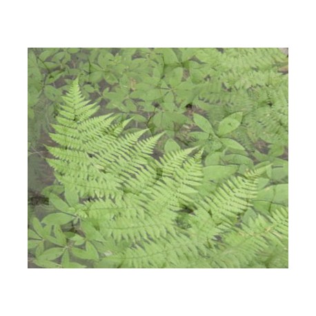 Kadidlo Paví peří 30g