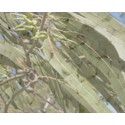 Kadidlo Eukalyptus 30g